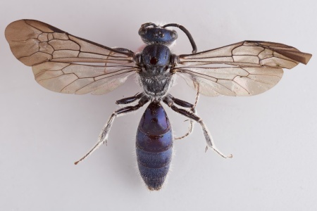 [Eupetersia female (dorsal/above view) thumbnail]